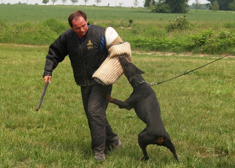 Dogs in training 6/2007